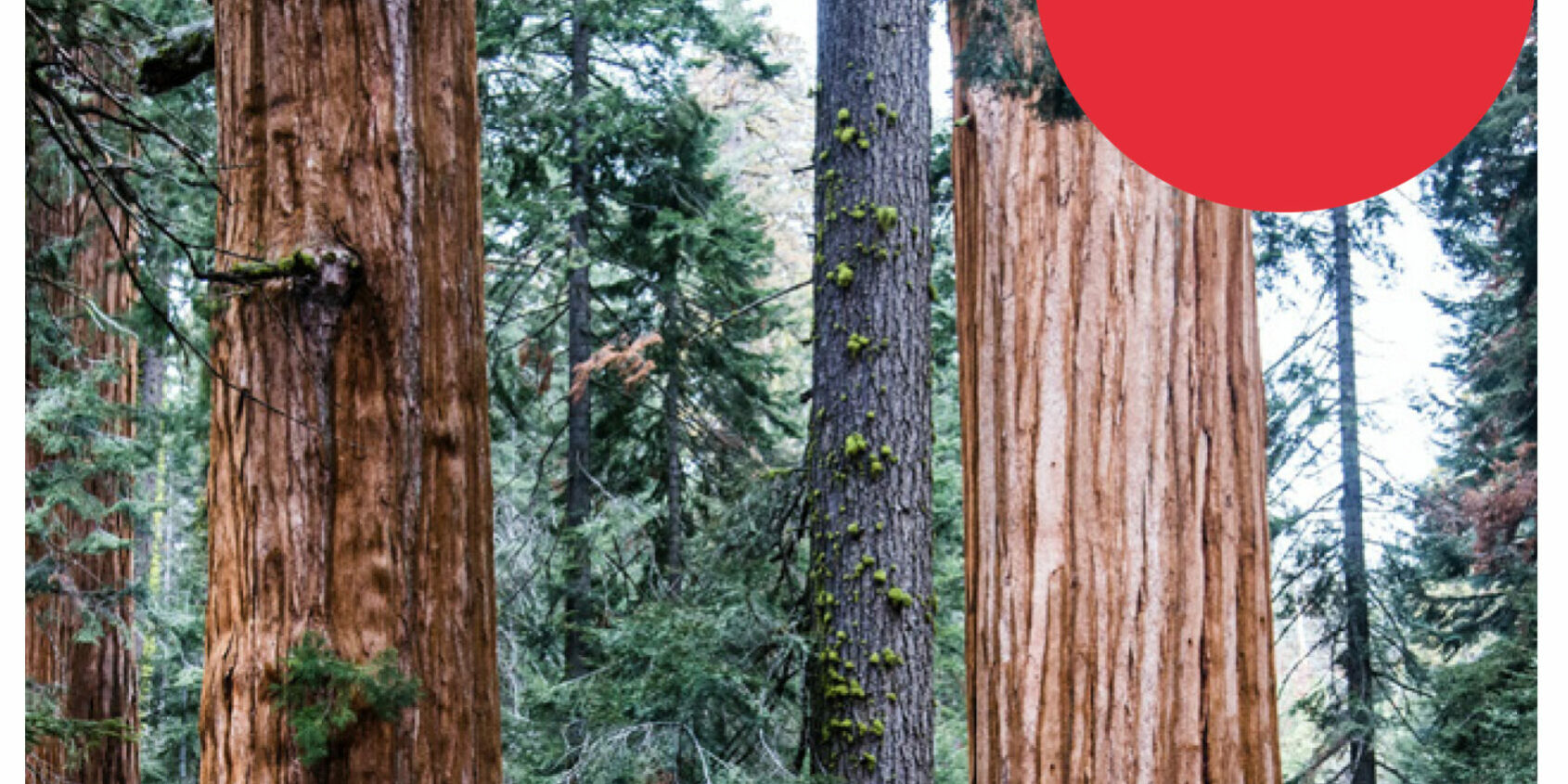 STACBOND-EFFET-BOIS–Wood-collection-12